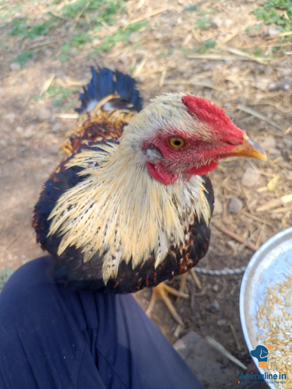 ಆದಿತ್ಯ 2 ವ್ರಸದ ಪುರಸರು 