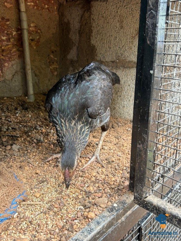 8 months old hen