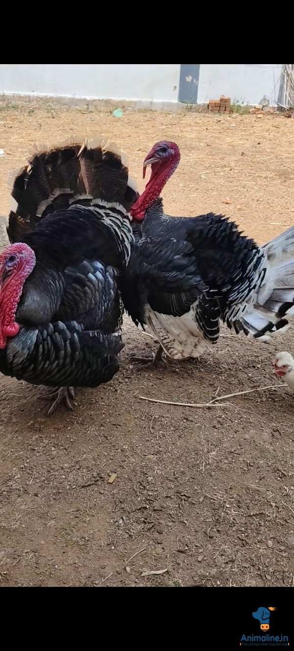 Turkey available in mandya k gowdegere