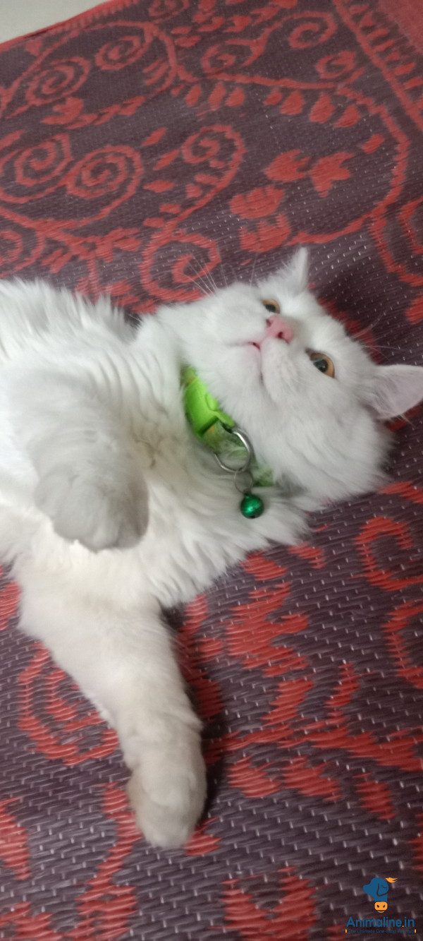 Kisi ko cahiye Persian cat