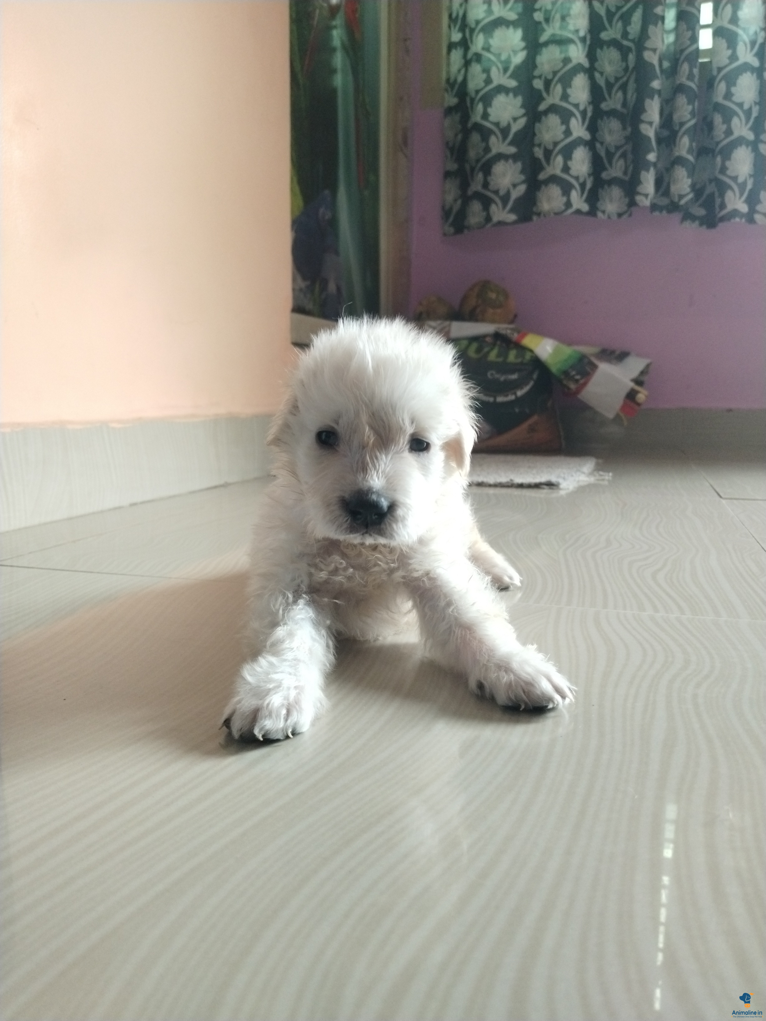 Golden retriever male puppy 