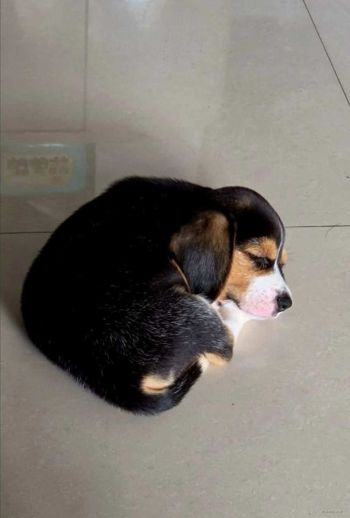 Healthy and Active Male Beagle for Sale
