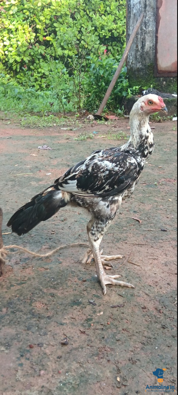 5 ತಿಂಗಳಿನ ಕೋಳಿಗಳು