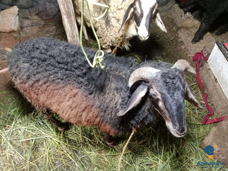 ಪ್ರೀಮಿಯಂ Others Sheep {}
