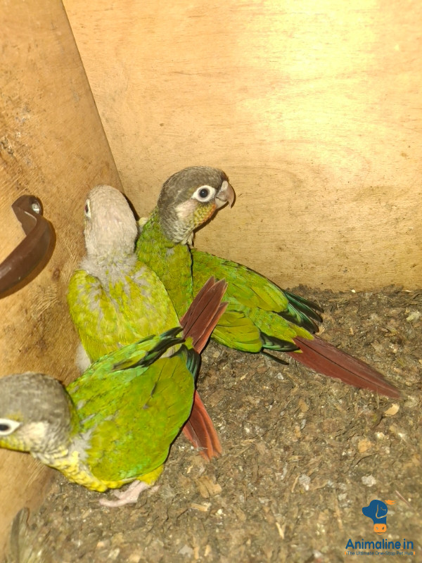 Small conure Chicks