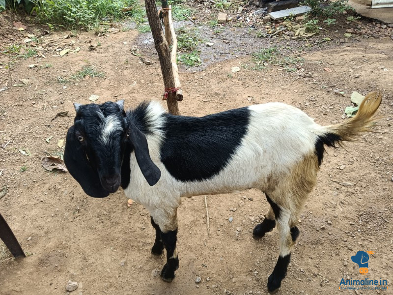 ಮಾರಾಟಕ್ಕಿದೆ ಆರೋಗ್ಯಕರ ಪುರುಷ Beetal