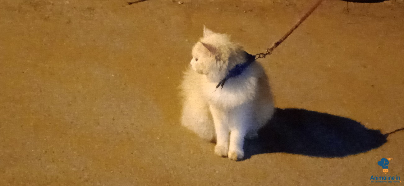 2 year persian cat 