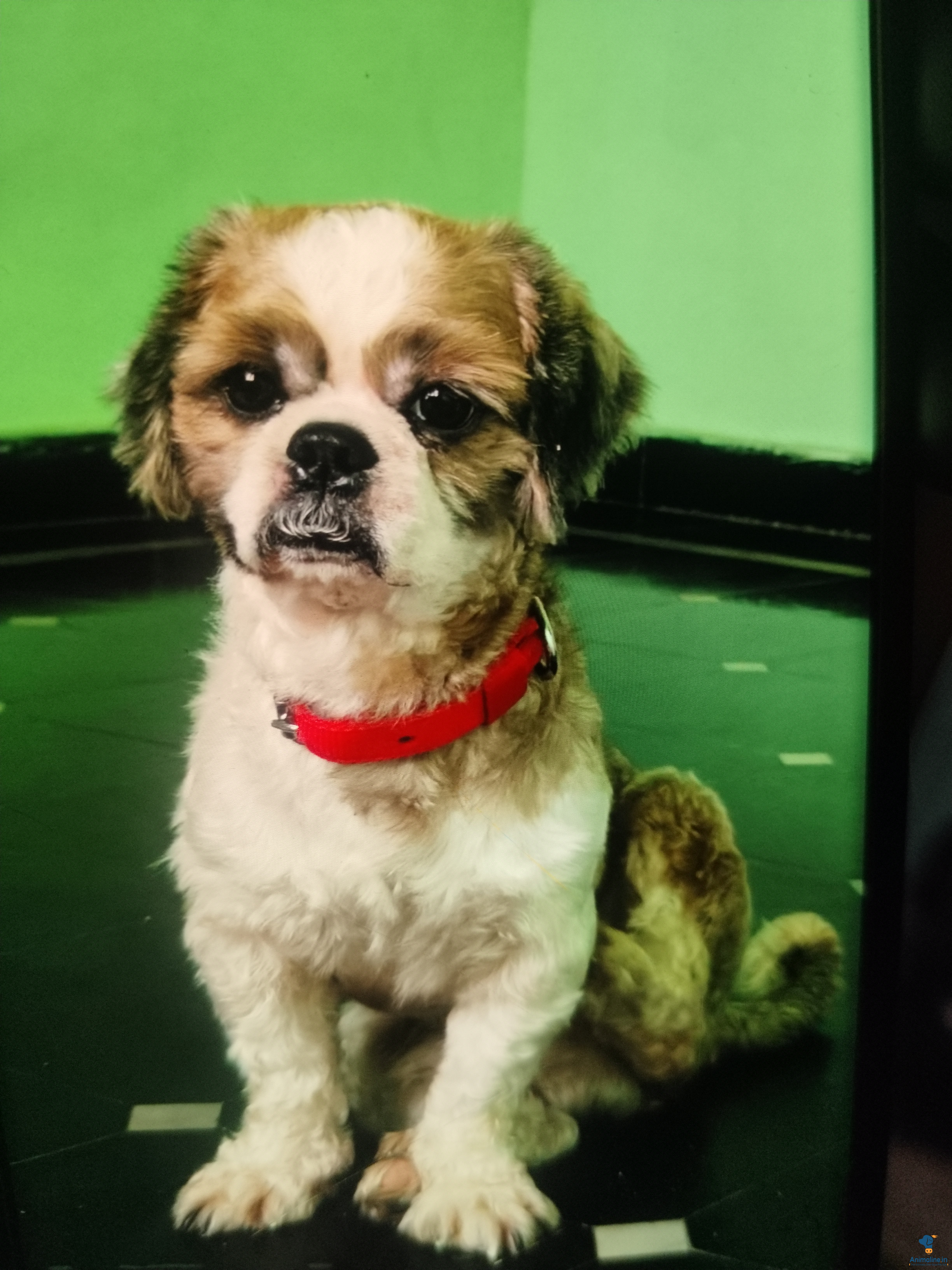 Premium Shih Tzu Dog for Adoption