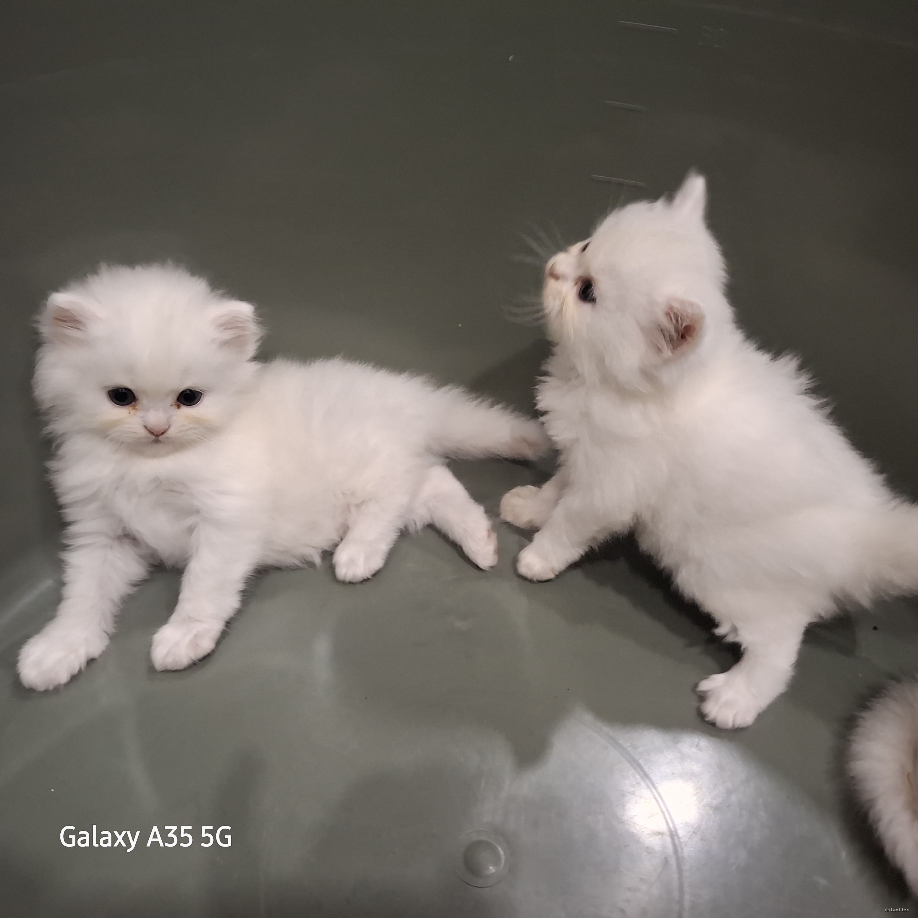 Persian  kitten