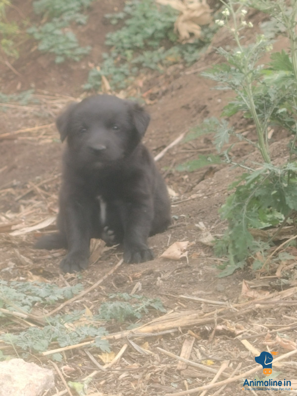 ಮಾರಾಟಕ್ಕಿದೆ ಆರೋಗ್ಯಕರ ಪುರುಷ Normal Dog