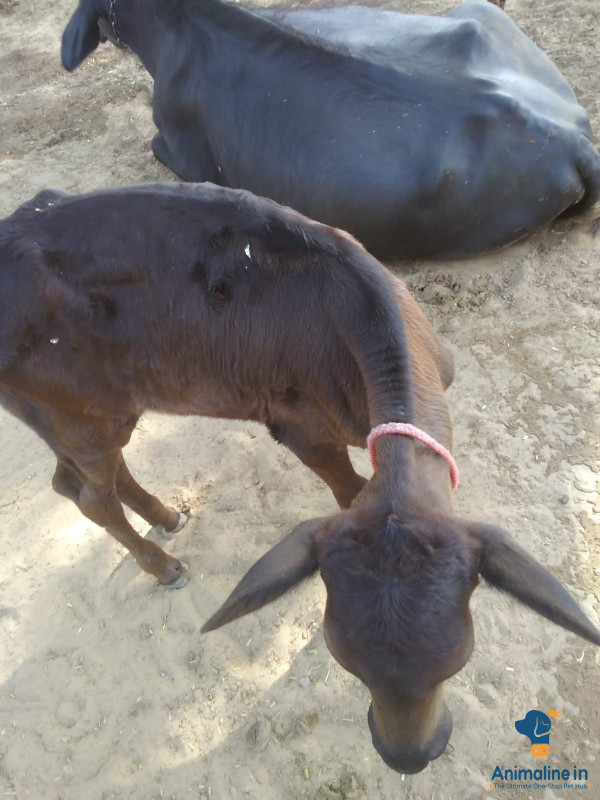 2 महीने की bacchi 