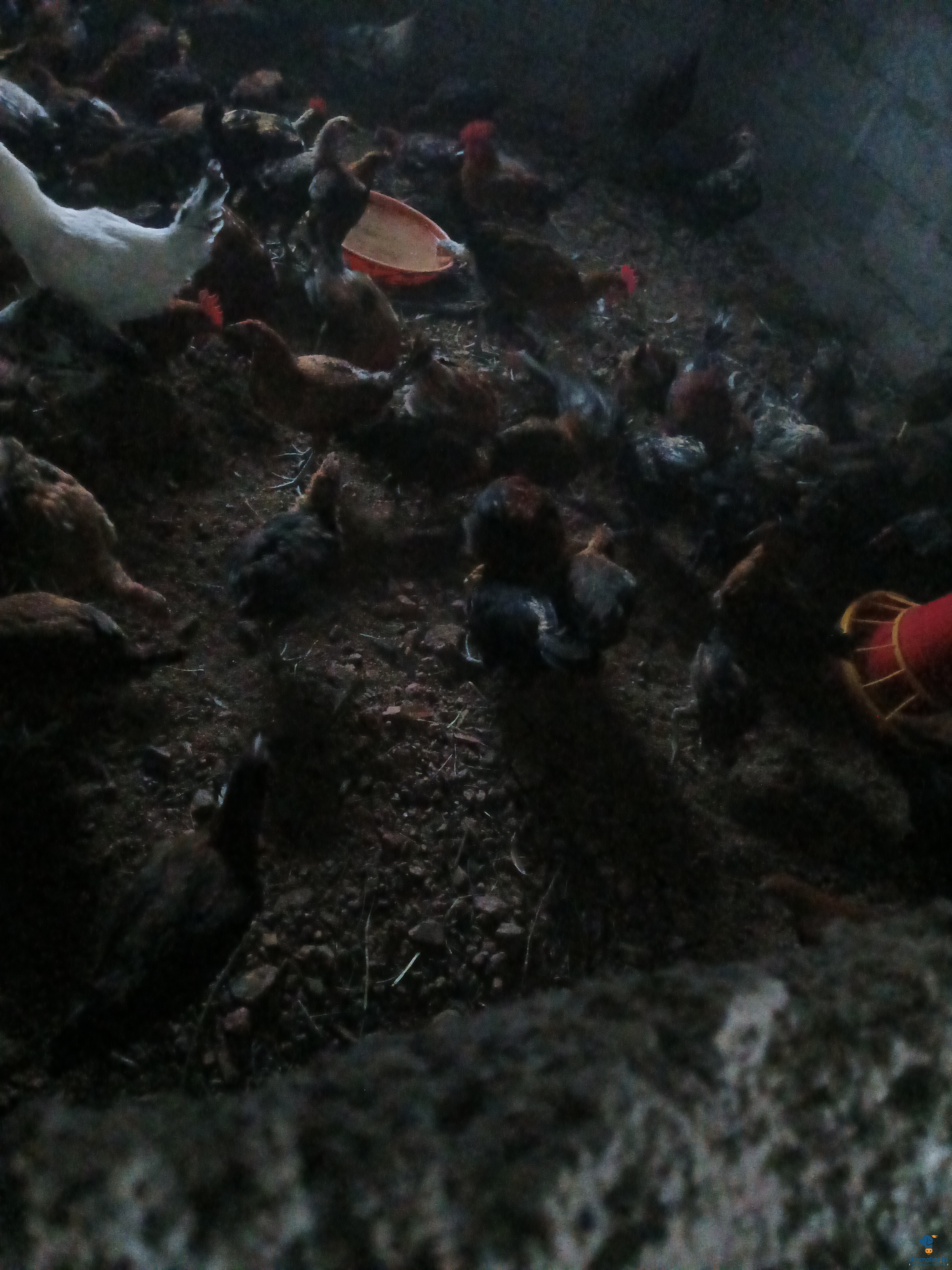 6 ತಿಂಗಳು ಕೋಳಿ
