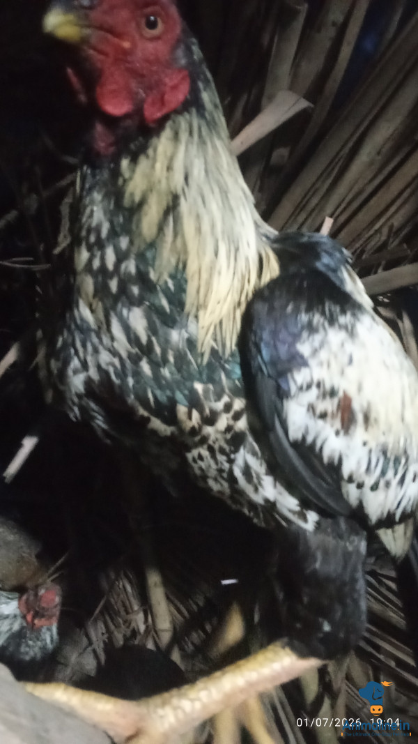 Premium Aseel Hen for Adoption