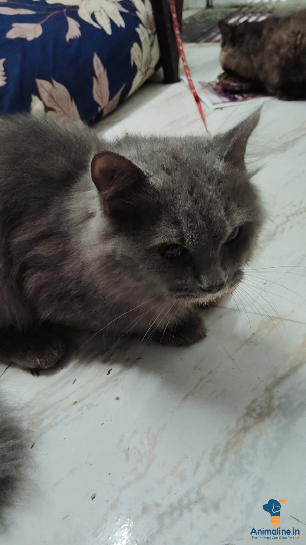 1 male cat 