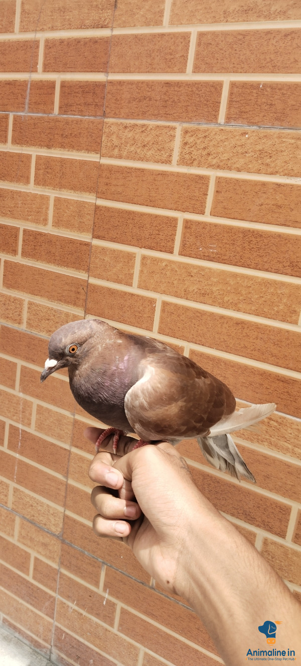 Male and female good pair two pigeon 900