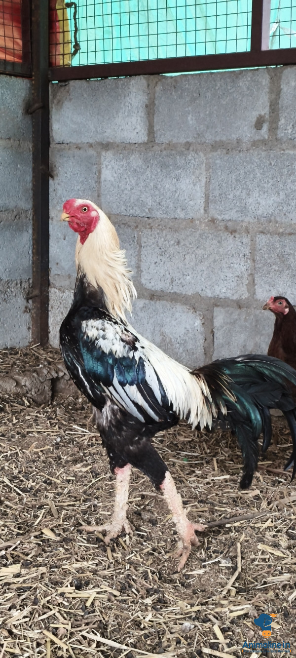 Healthy and Active Male Aseel for Sale