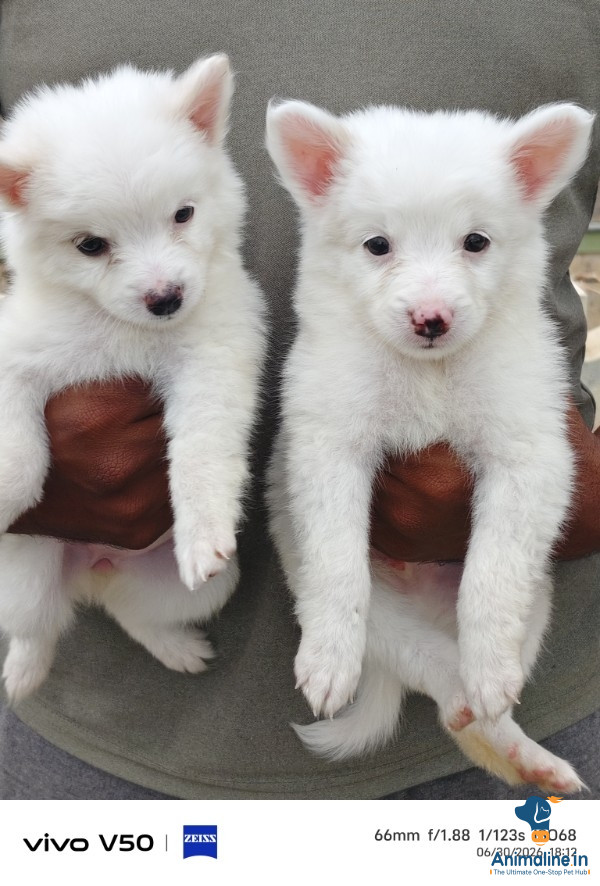40 days old pomeranian male and female pups available 