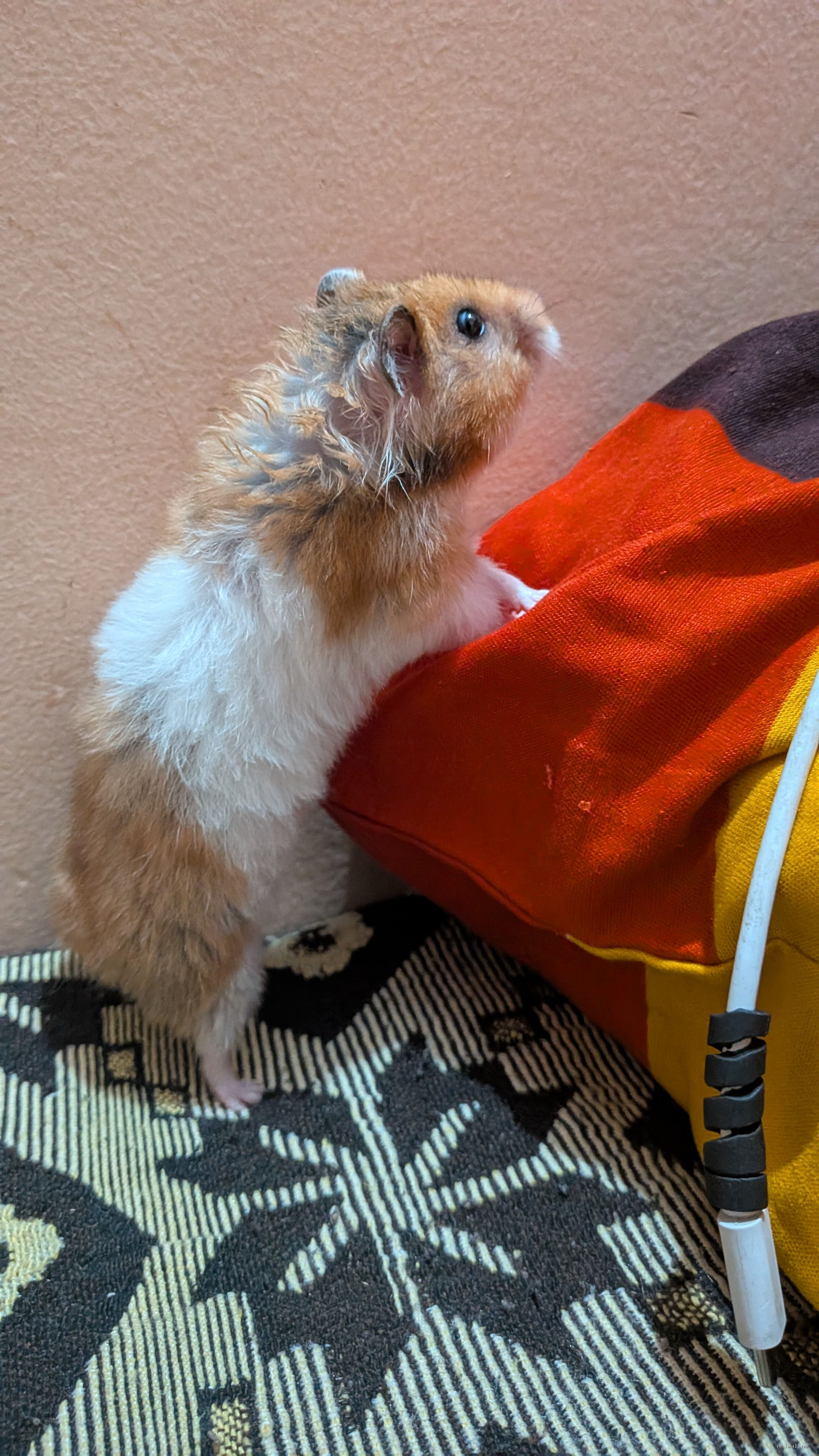 2 nos. Syrian hamsters for sale