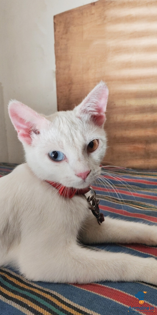 8 month cat female