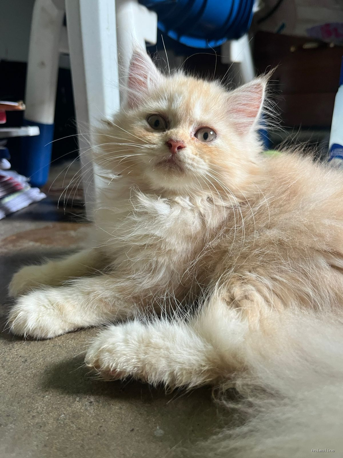 3 months Persian cat. Both male and female.  Ready for sale.
