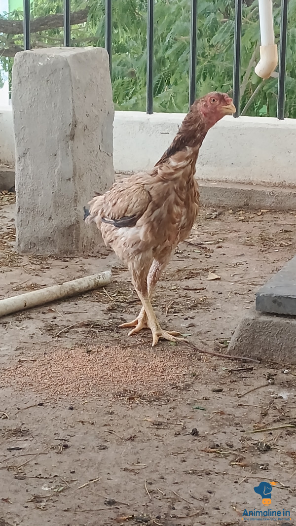 2years old hen