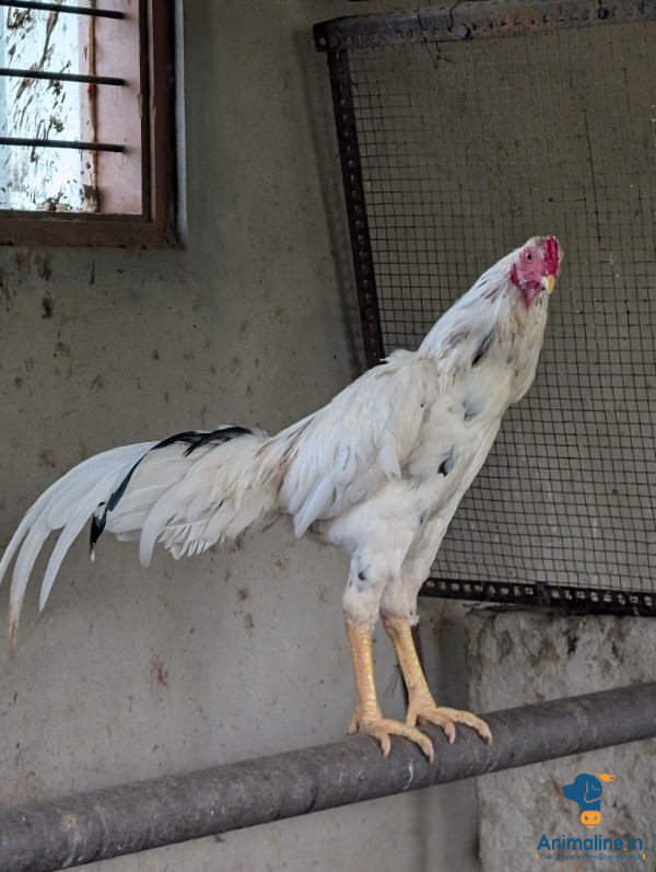 1 year old Cock