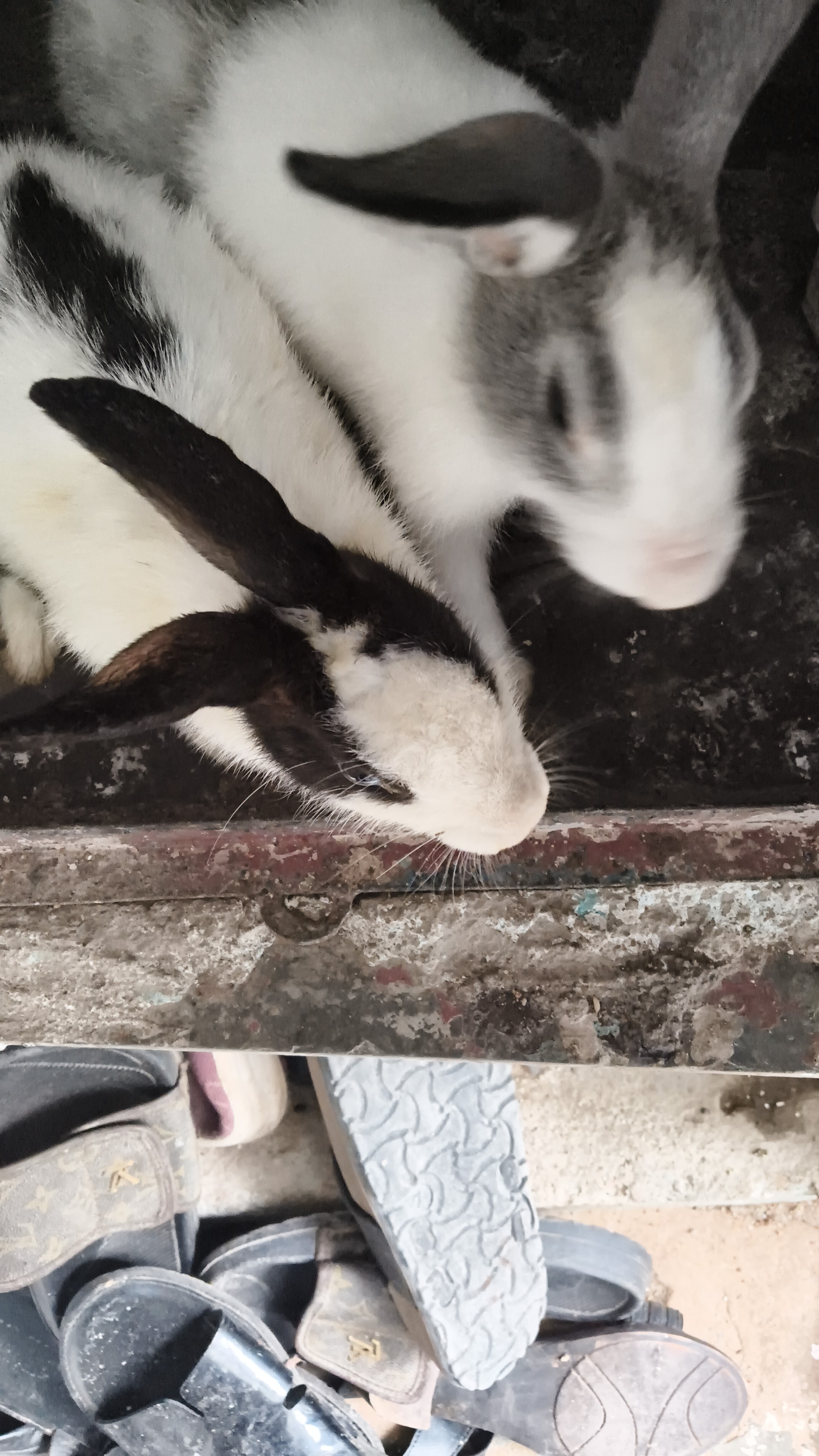 Pair of rabbits for sale