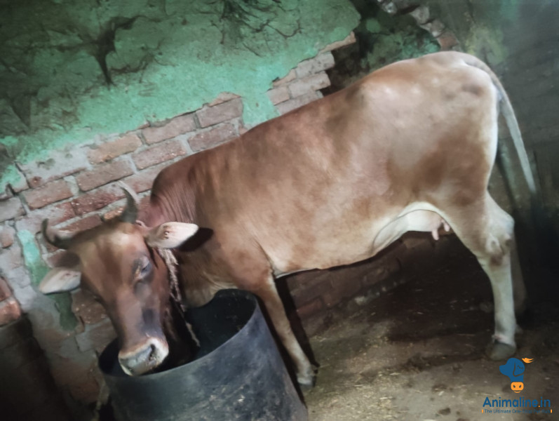 6 sal ka female 