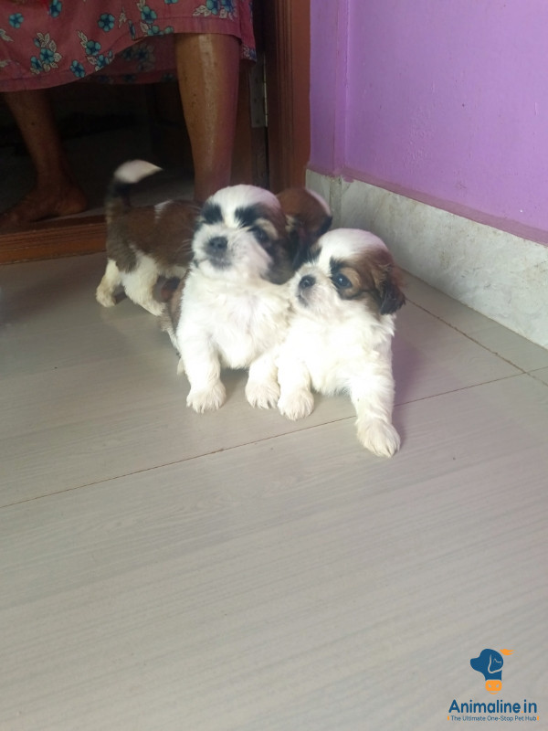 Original Breed Shitzuu puppy 2 Male puppies.