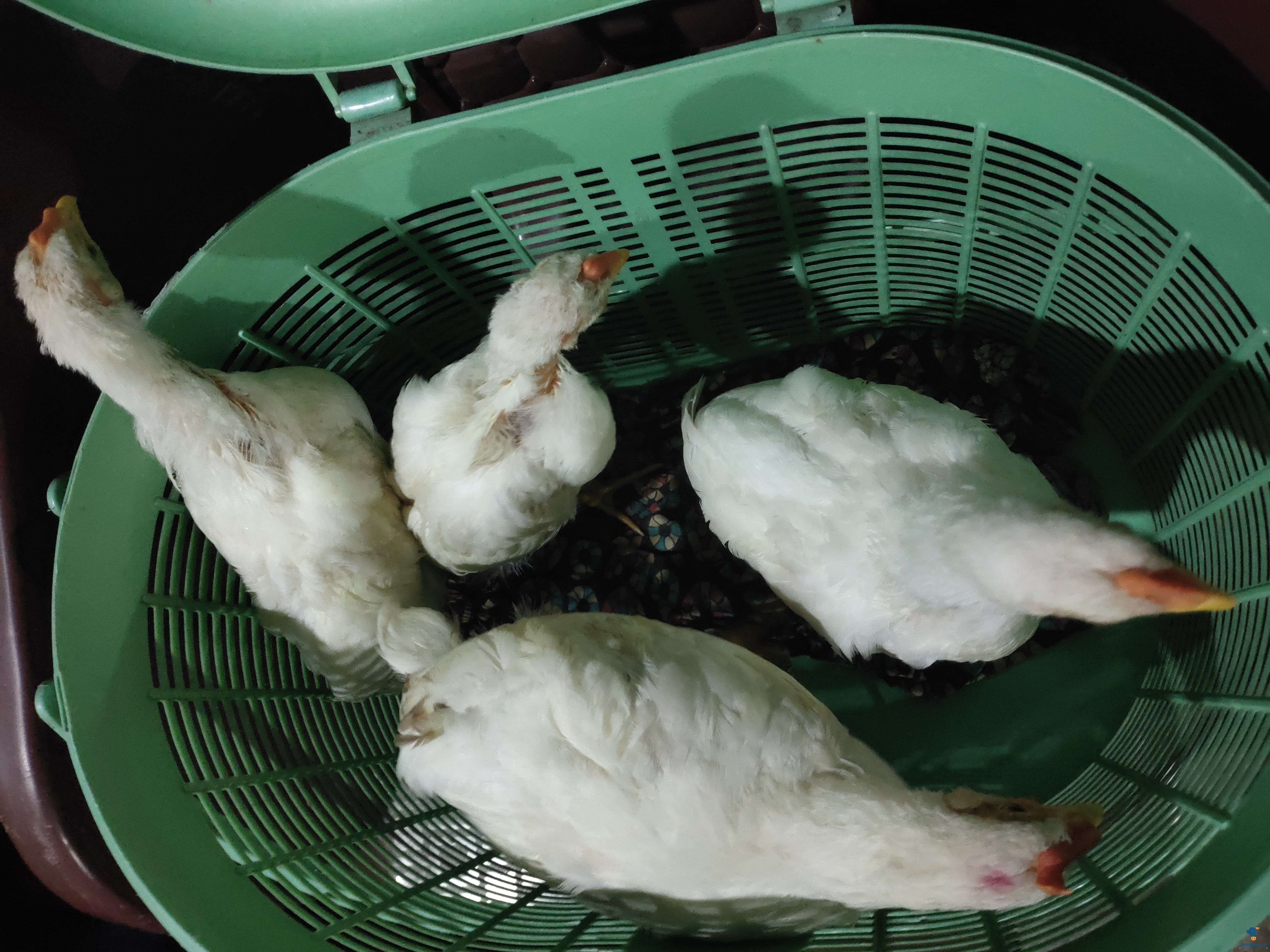 Healthy and Active Male&Females Slate Turkey for Sale
