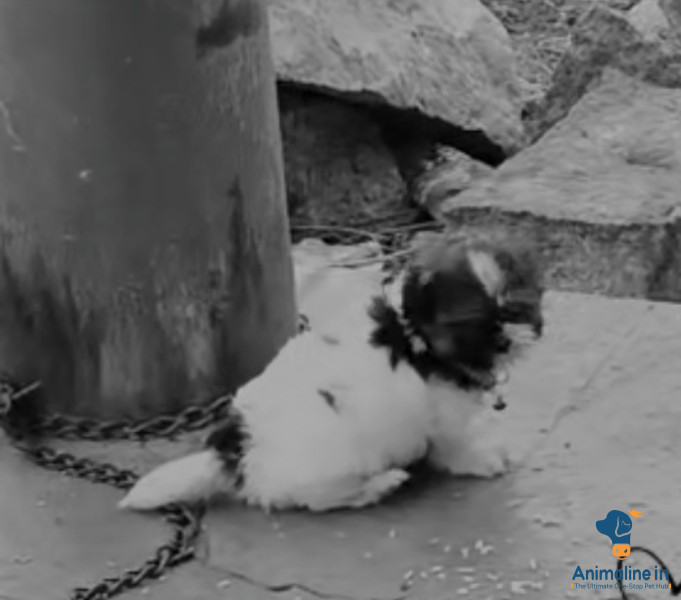 Healthy and Active Female Shih Tzu for Sale