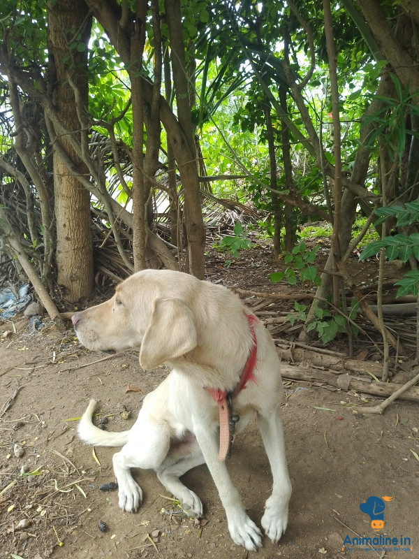 2 years old pure labrador dog