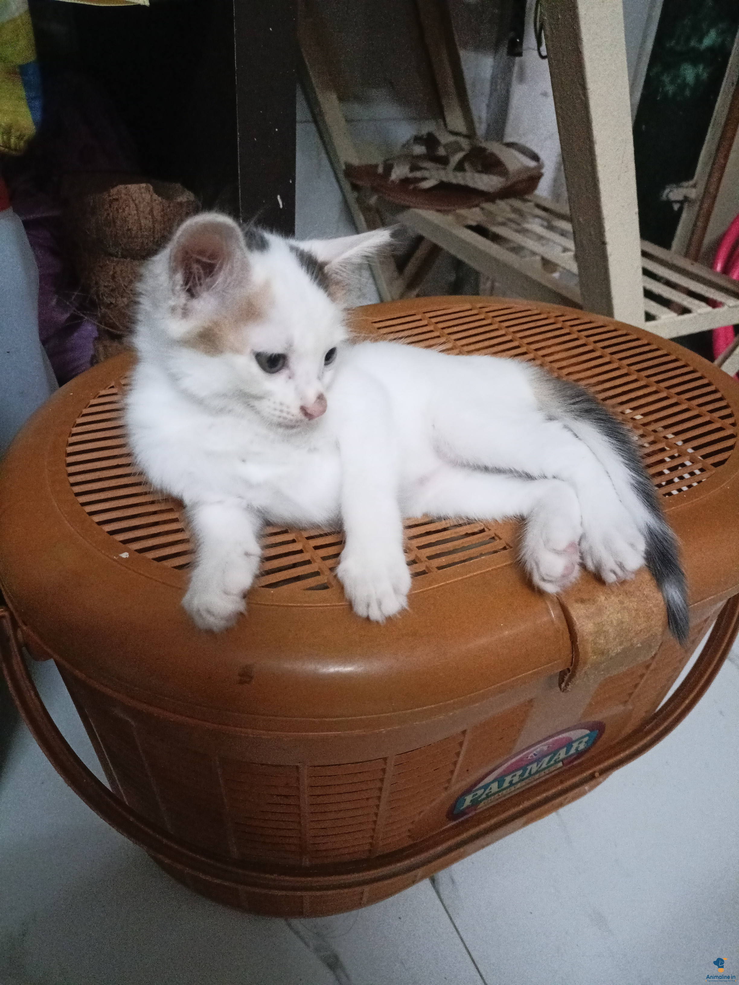 2 month old female cat