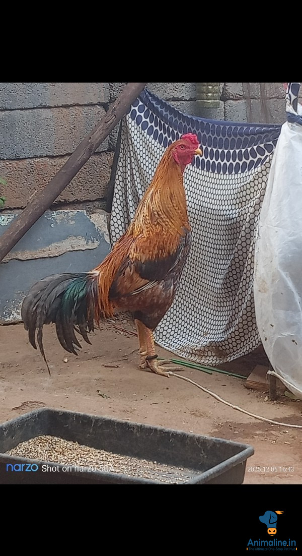 Healthy and Active Male Others for Sale