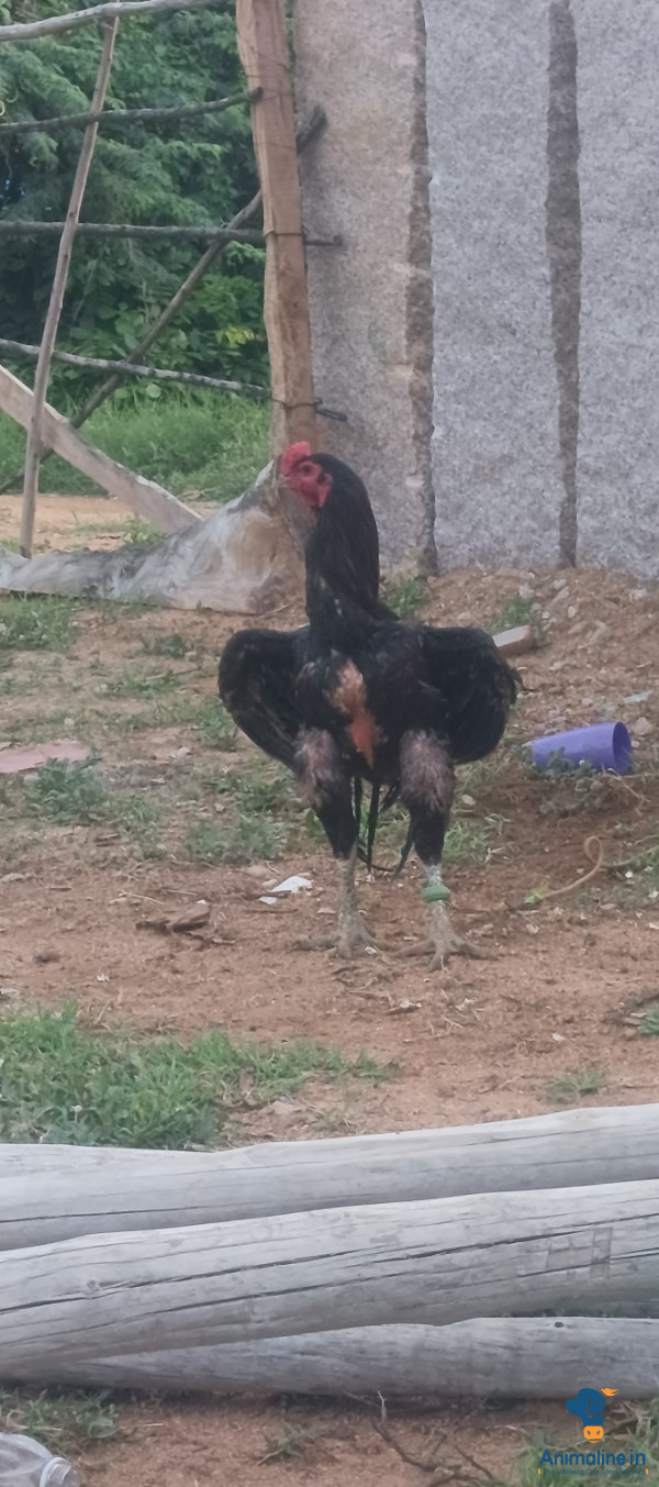 ಮಾರಾಟಕ್ಕಿದೆ ಆರೋಗ್ಯಕರ ಪುರುಷ Others