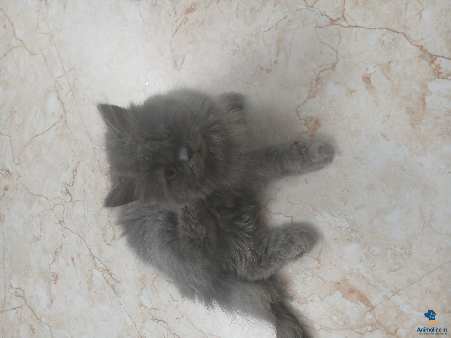 4 months old male cat