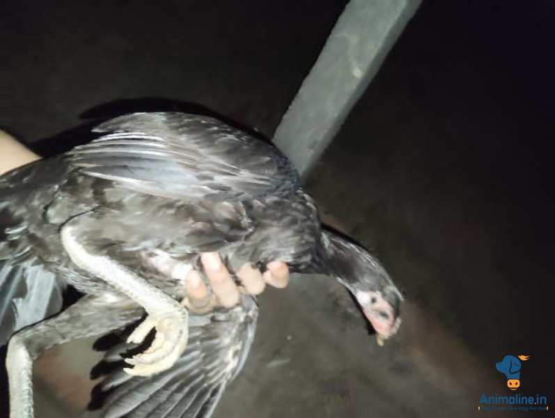 6 month egg laying herade