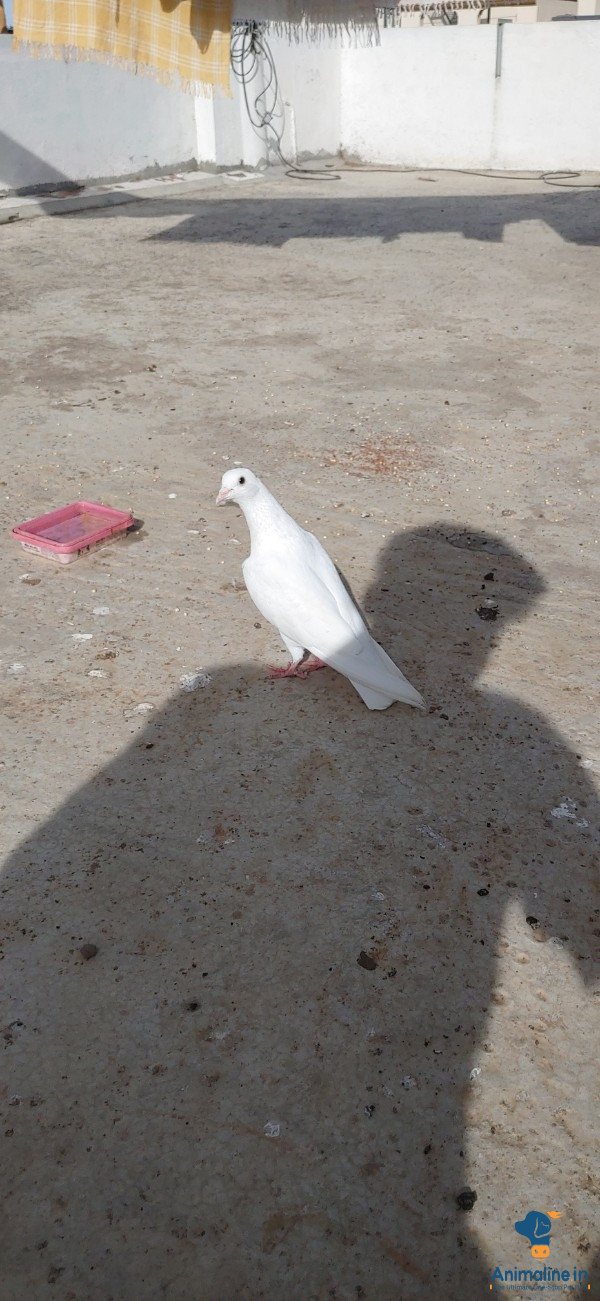 Thara pigeon black eyes