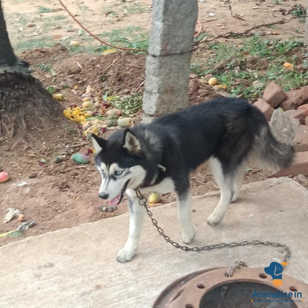 Healthy and Active Female husky Blue Eyes for Sale