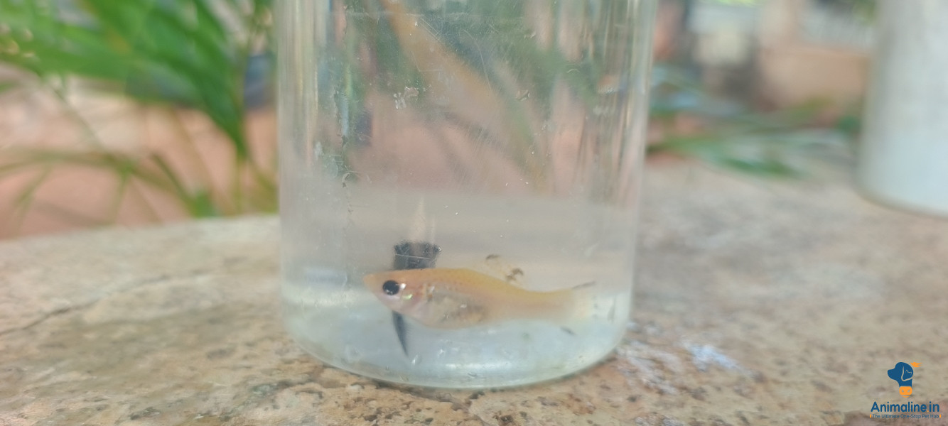 Premium molly Fish for Adoption