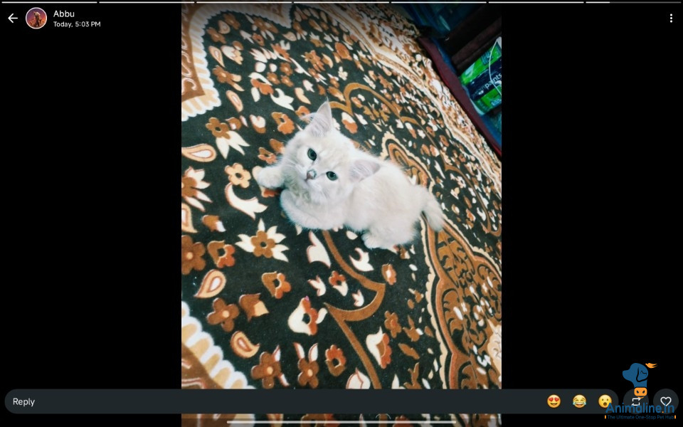 3 month old female kitten