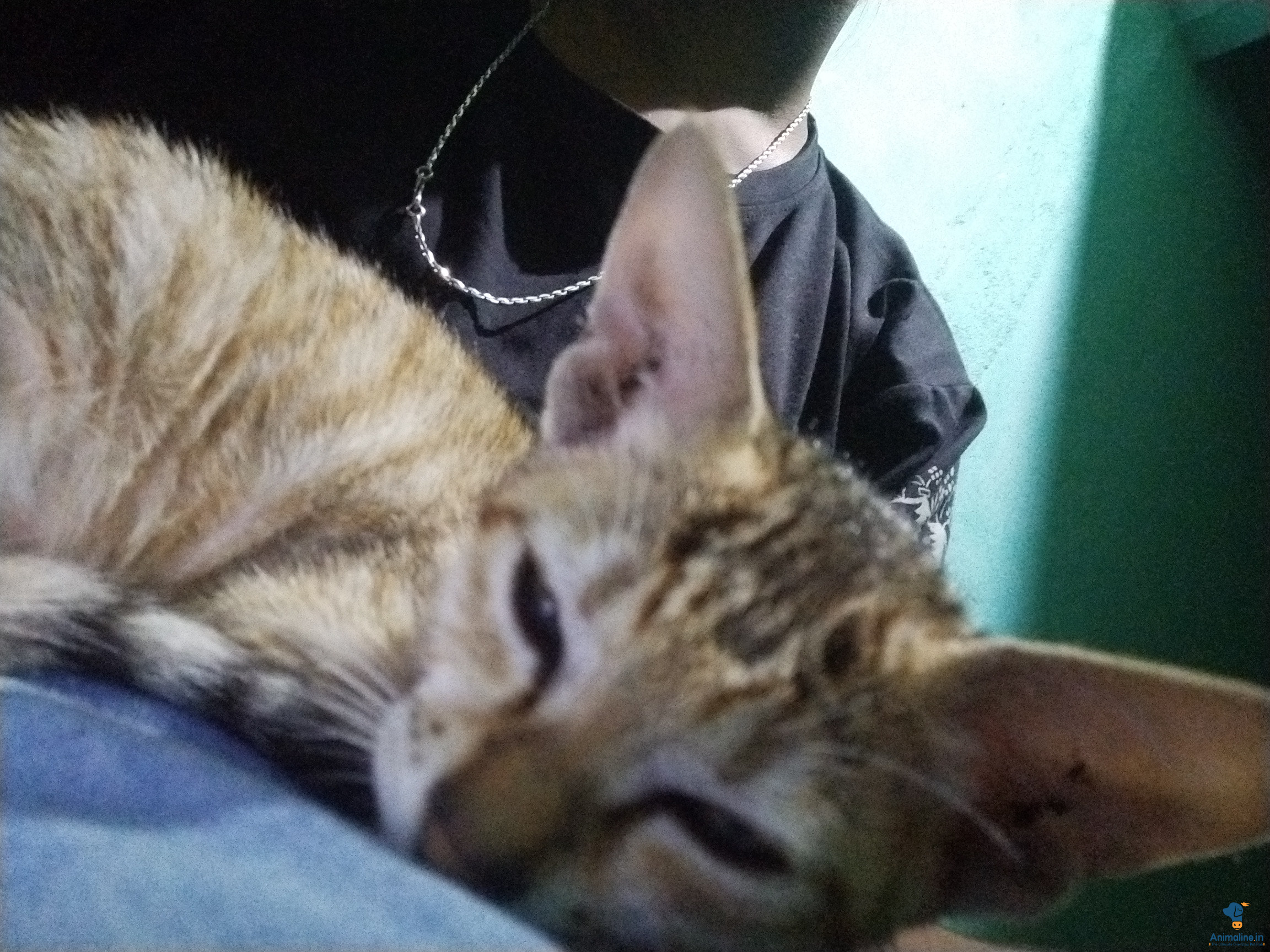 3 months old female kitten 