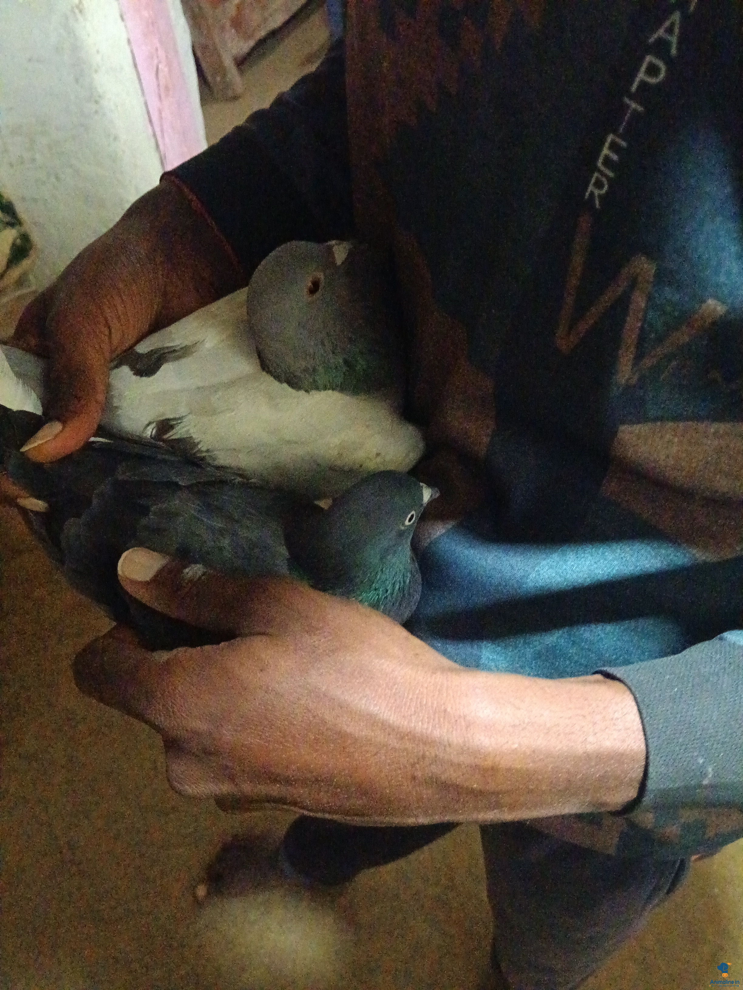ಪ್ರೀಮಿಯಂ  Bird {}