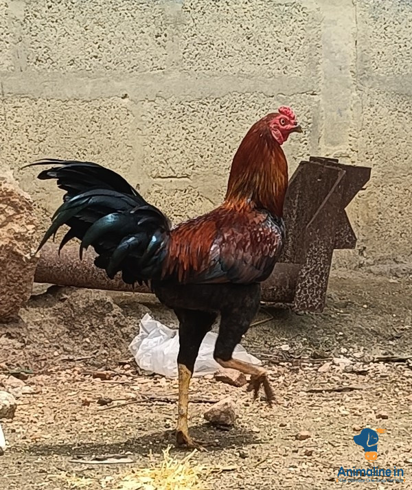 1 year old male cock