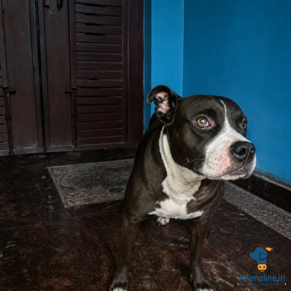Premium Pitbull Indian Dog Dog for Adoption