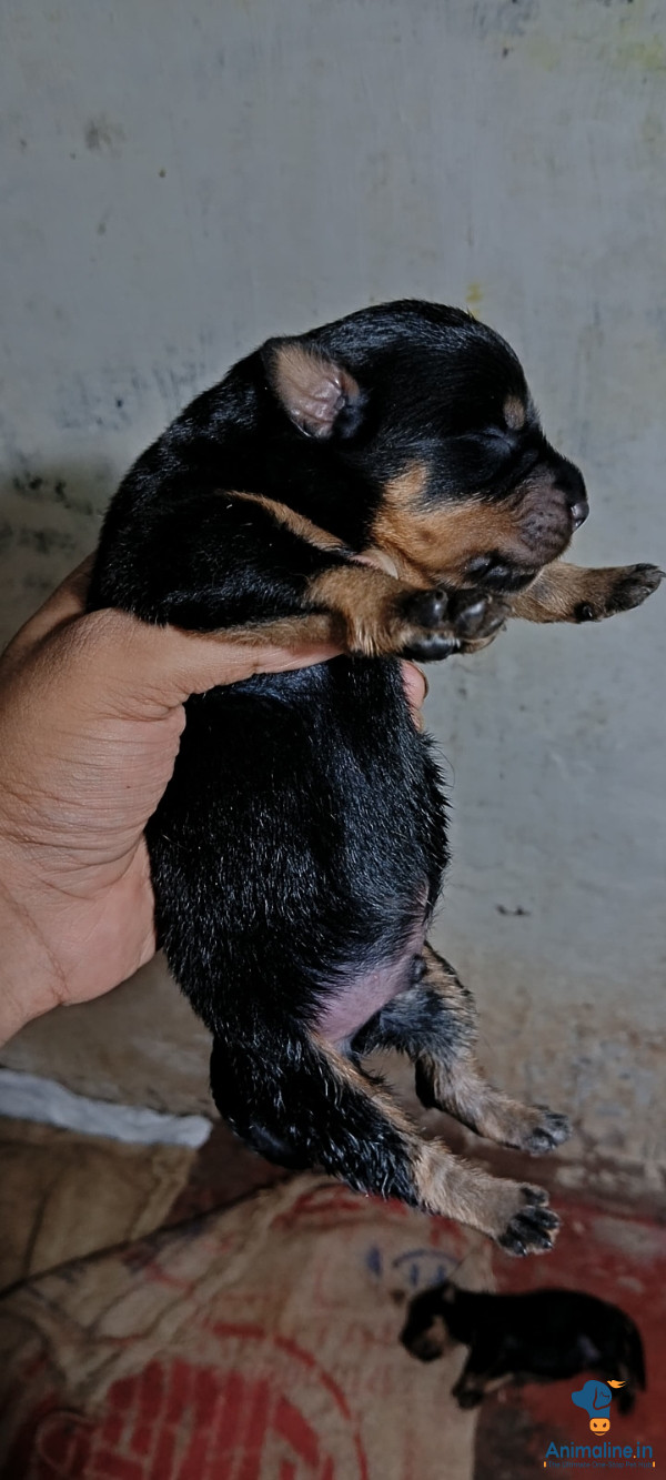 4 days puppy age
