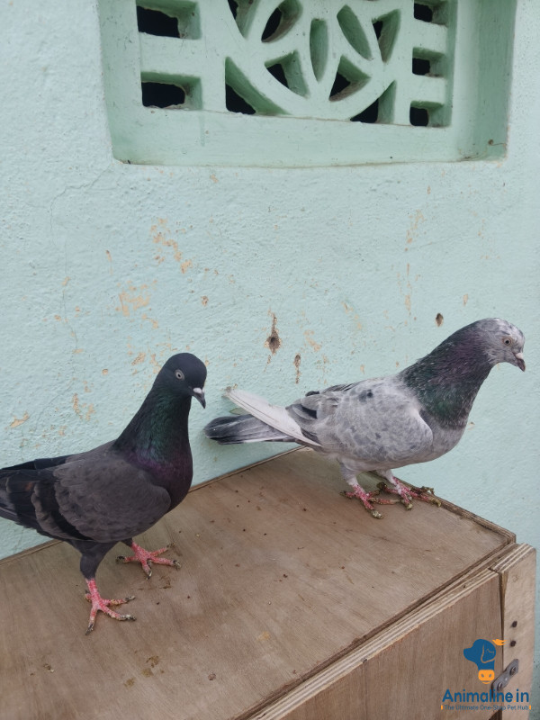 Healthy and Active Male  for Sale