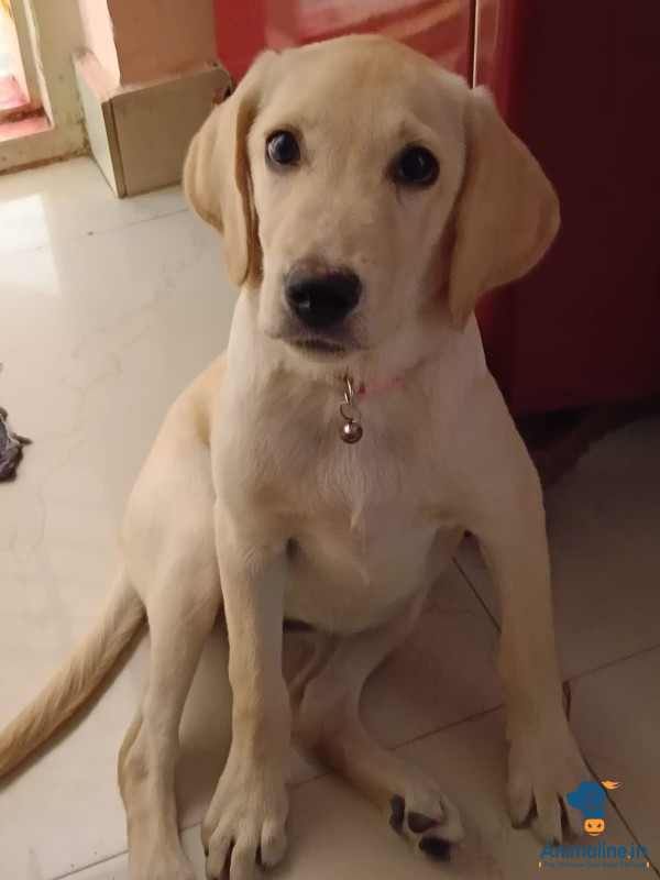 Female 4 months old dog