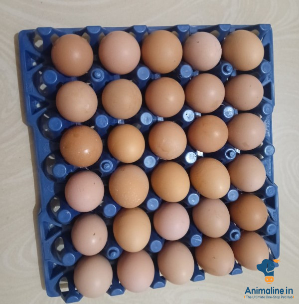 ಪ್ರೀಮಿಯಂ  Eggs {}60