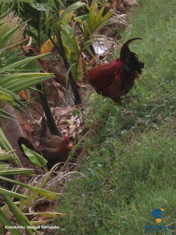 Premium Others Hen for Adoption